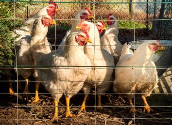 FRANCE-AGRICULTURE-BIRD-FLU