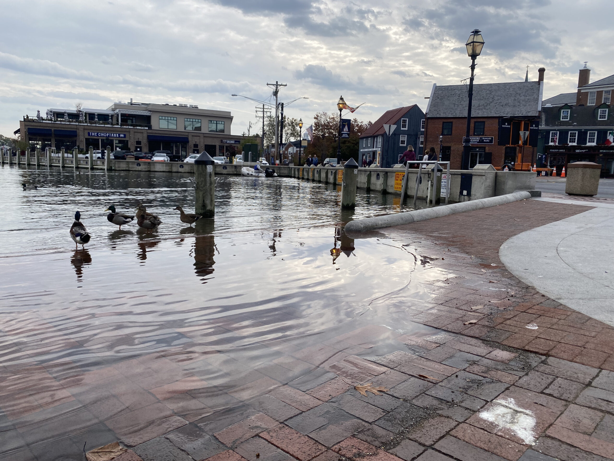 A small group of ducks stand at the edge of downtown Annapolis's City Dock in a small pool of water.