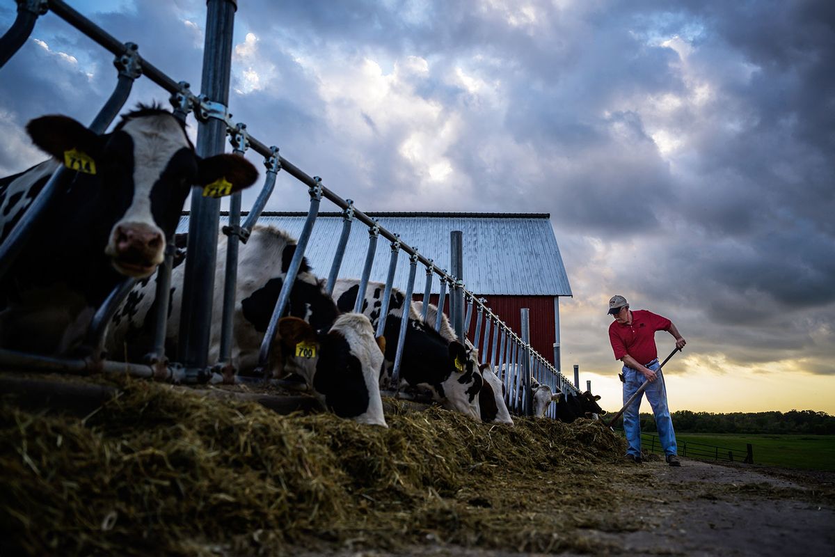 Farmer feeds his cows on at his farm on Thursday, September 5, 2019, in Hugo, Minnesota. (Salwan Georges/The Washington Post via Getty Images)