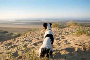 Jack Russell Terrier looking out over beach