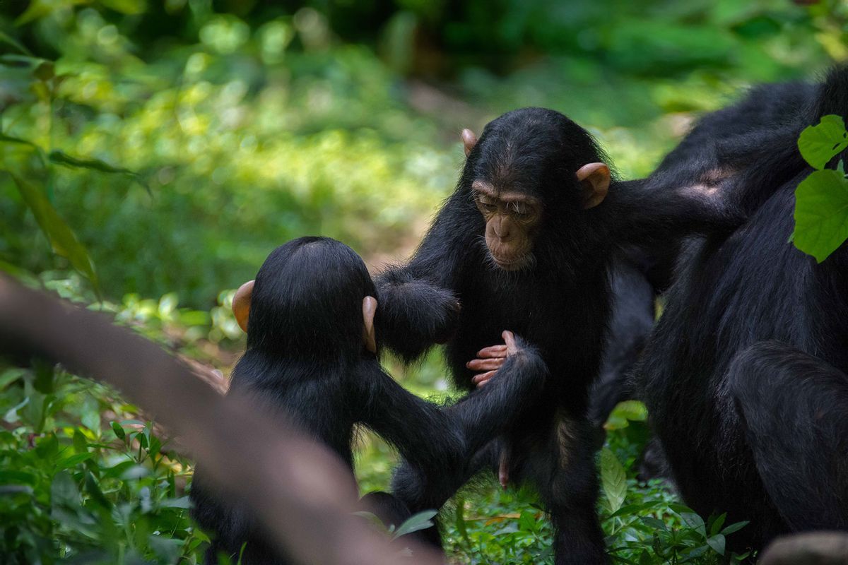 Group of chimpanzees grooming and playing at the Budongo Conservation Field Station in Uganda. (Phot by Adrian Soldati)