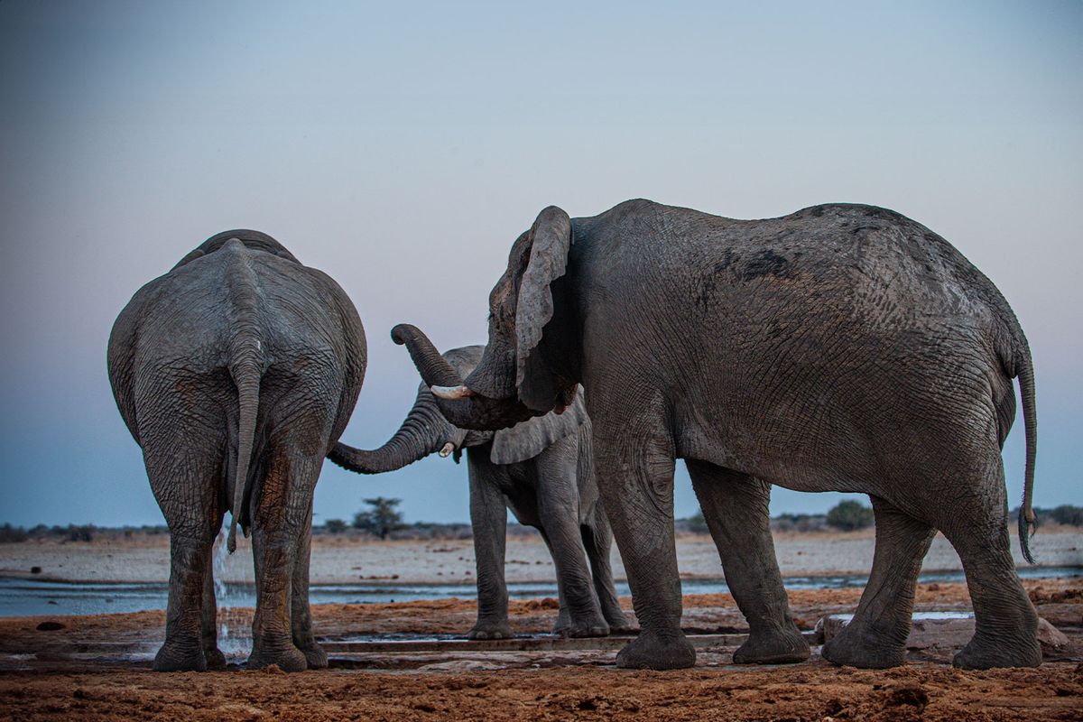 Two young male elephants greet the dominant male who invites younger males to accompany and leave with him. (Caitlin O’Connell-Rodwell & Tim Rodwell)