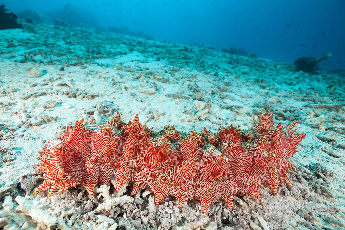 Spectacular macro-invertebrate Red-lined Sea Cucumber Thelenota rubralineata in the shallow water near Moyo Island, Sumbawa, Indonesia. (Getty Images/ifish)